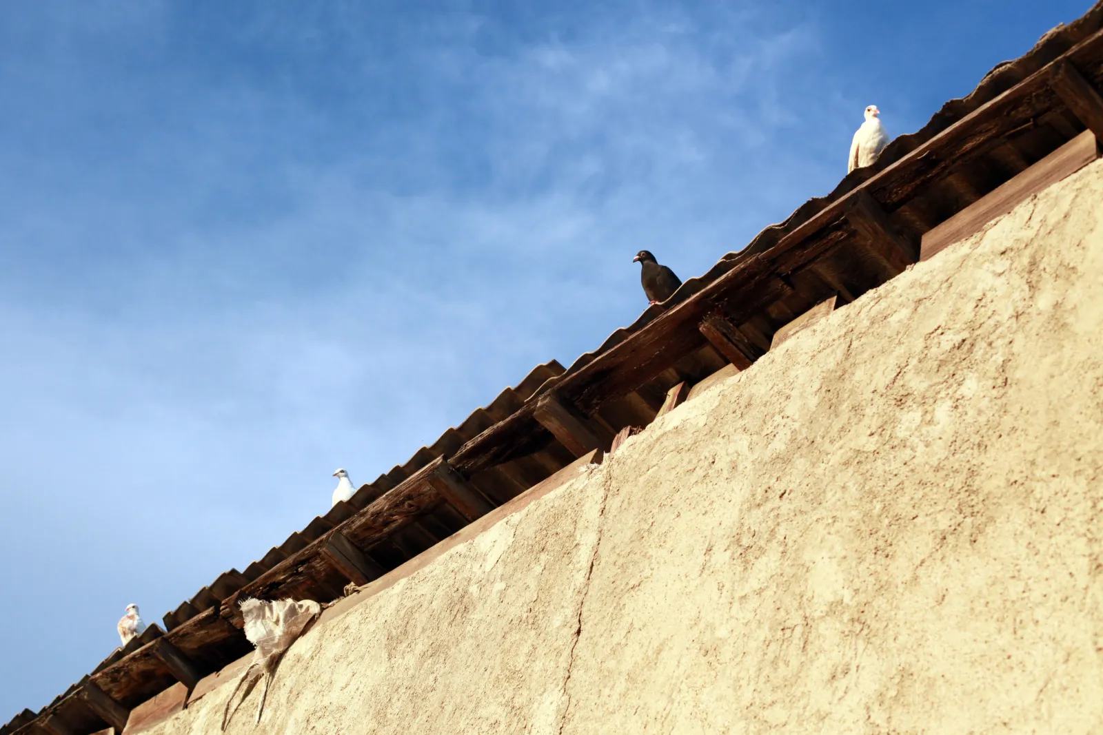 Pigeon removal service resource for Phoenix, Arizona homeowners.