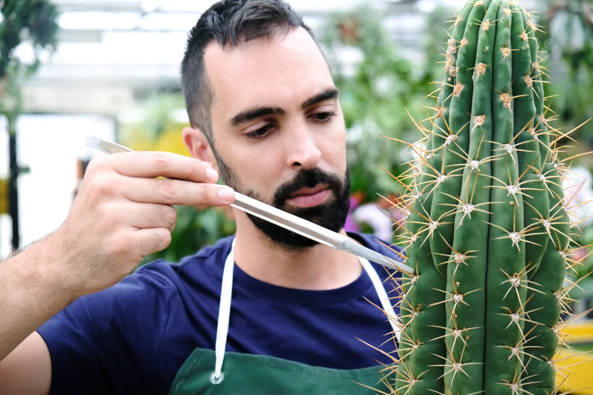 Cactus removal resource for Phoenix homeowners.
