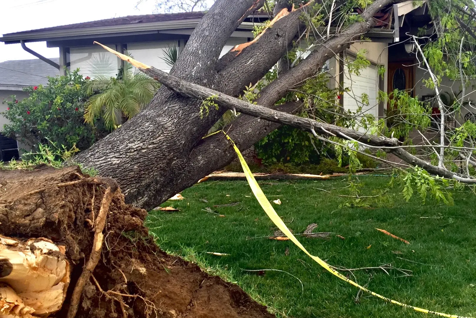 Emergency tree removal resource for Phoenix, Arizona homeowners.