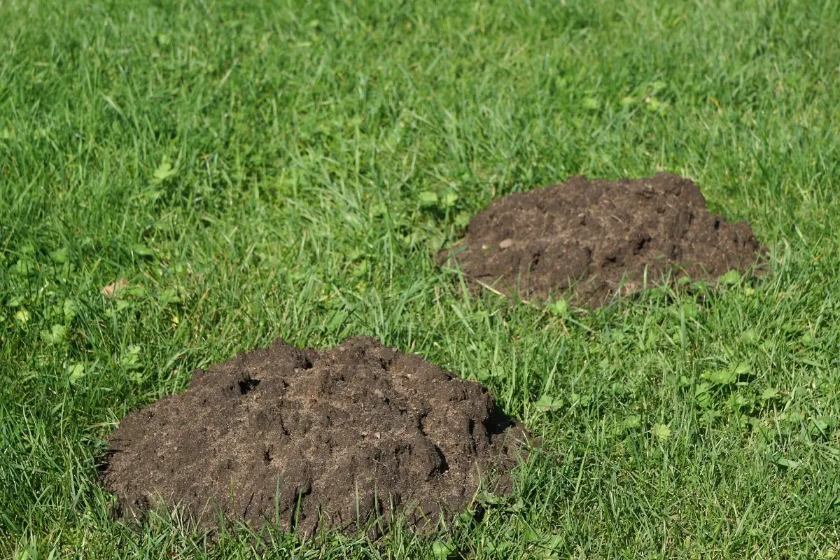 Gopher control resource for Phoenix, Arizona homeowners.