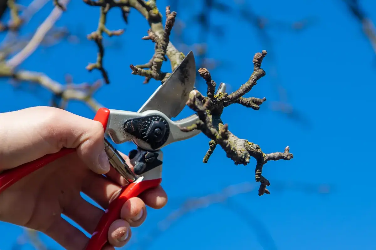 Tree trimming resource for Phoenix homeowners.